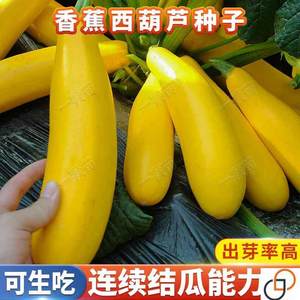 香蕉西葫芦籽黄色西葫芦瓜种籽种苗农家番瓜生瓜茭瓜蔬菜种孑高产