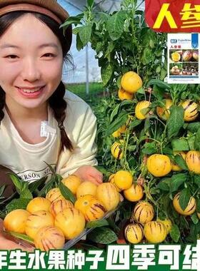人参果种子种籽圆果人生果树种早熟南方北方四季食用水果蔬菜种子