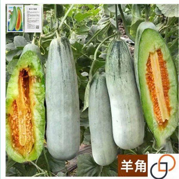 春季羊角蜜甜瓜种子羊角酥脆甜种籽薄皮香瓜甜瓜类种子大全