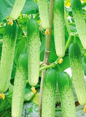 杂交甜脆王黄瓜种子老品种高产旱黄瓜种籽季春季夏季水果蔬菜种孑