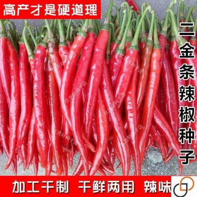 二荆条辣椒种籽贵州四川二金条辣椒种子青红辣椒孑制作干辣椒辣酱