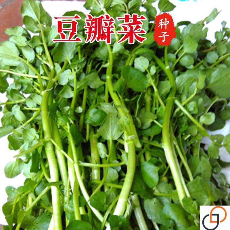 西洋菜种籽 豆瓣菜种子秋冬四季种植儿童保健蔬菜菜籽 野生青菜籽