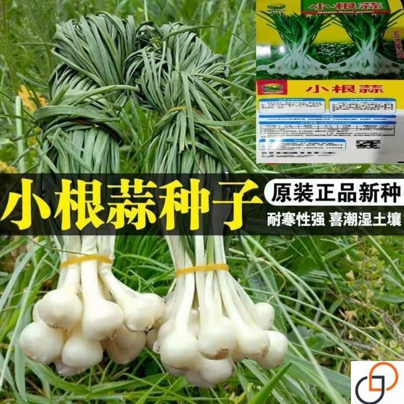 高产野生小根蒜野葱种子薤白种子 耐热抗寒 四季蔬菜种子阳台盆栽