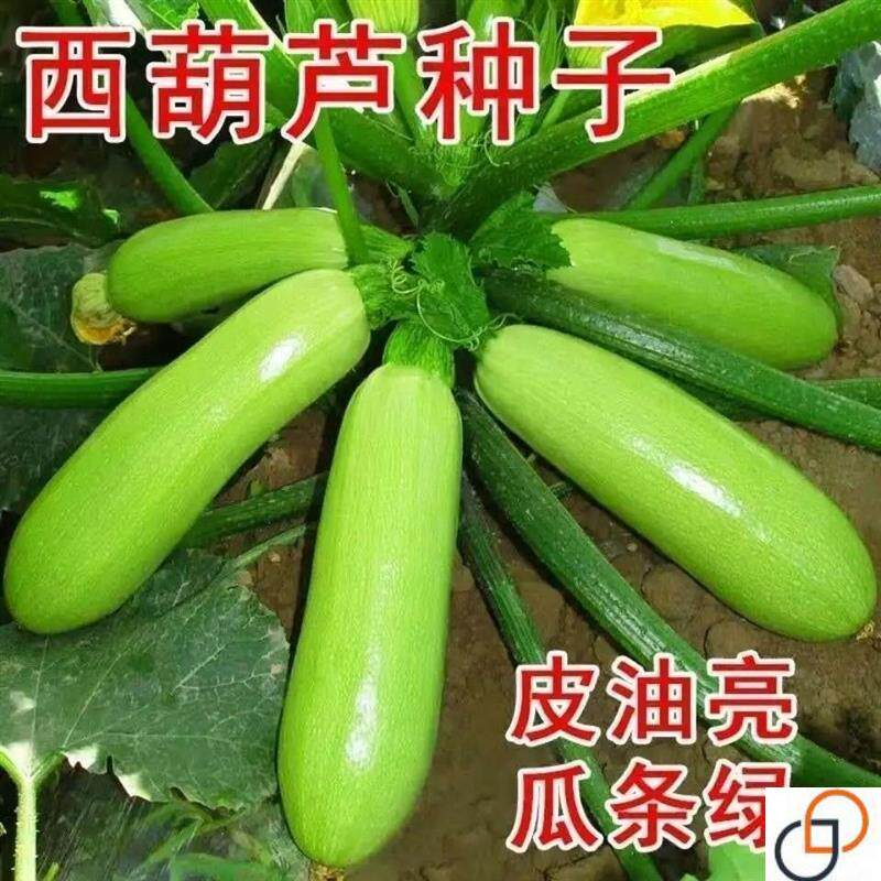 西葫芦瓜种子高产早熟白瓜农家蔬菜种子春夏季菜瓜阳台小南瓜