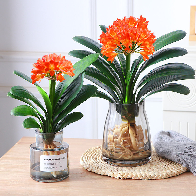 水培君子兰盆栽植物室内办公室客厅桌面花卉四季常青精品圆头和尚