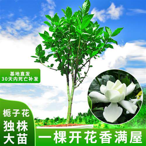 栀子花盆栽开花老树老桩树苗室内花卉绿植常绿植物独杆大苗浓香型