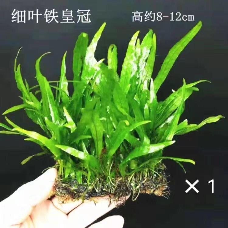 铁皇冠水草好养耐活新手鱼缸