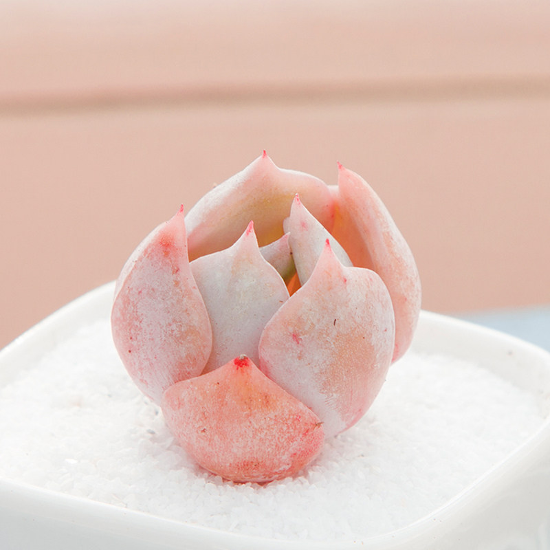 日立昂 多肉植物新款办公室内宿舍寝室大学生盆栽小盆景好养活