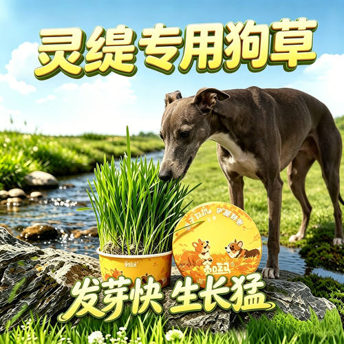 灵缇专用狗草狗狗吃的草小狗零食宠物盆栽大型犬爱吃的排毛食用草
