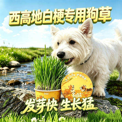 西高地白梗专用狗草狗狗吃的草小狗零食宠物盆栽小型犬排毛食用草