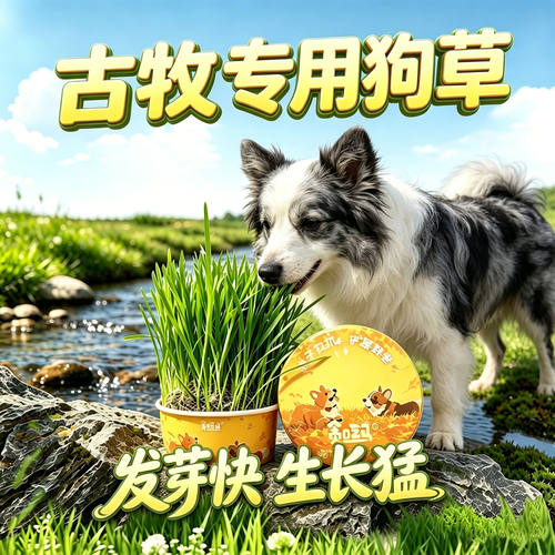 古牧专用狗草狗狗吃的草小狗零食宠物盆栽大型犬排毛食用草爱吃的