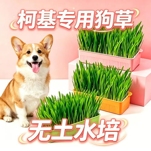 柯基专用狗草狗狗吃的草小狗零食宠物盆栽中型犬喜欢的排毛食用草