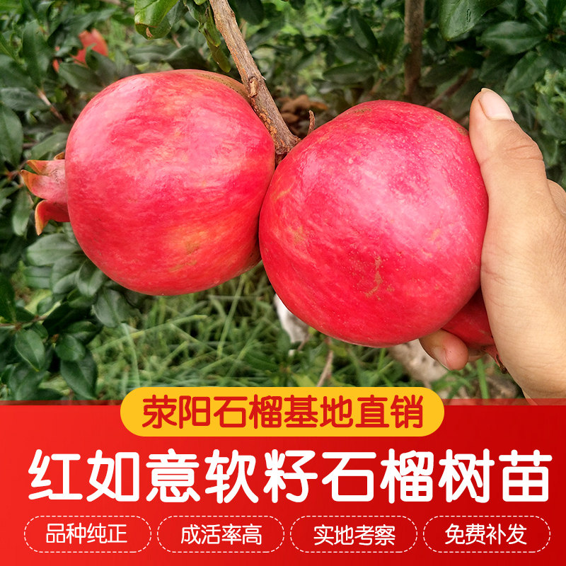 全红皮红如意超软籽甜石榴树苗结果大外皮红南北方盆栽地栽庭院种