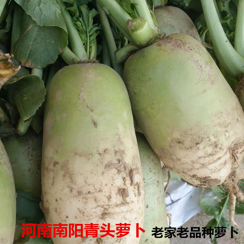河南南阳沙窝青皮萝卜