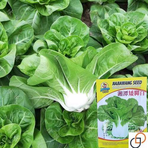 新白雪公主奶香小白菜白玉二号湘潭矮脚白菜种籽盆栽大田蔬菜