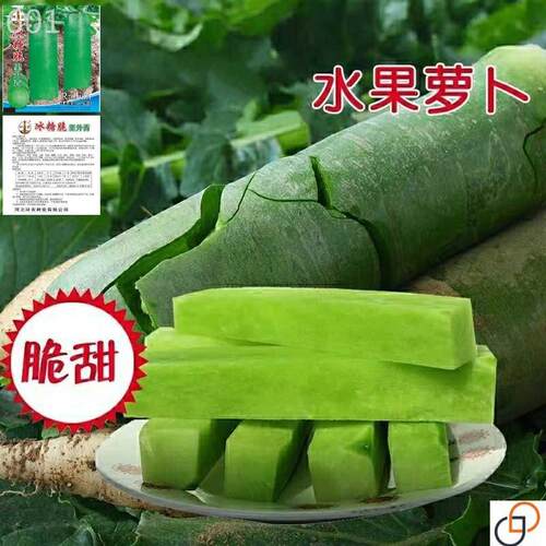 超甜生吃水果萝卜种子脆甜天津沙窝青萝卜青皮绿肉夏秋季蔬菜种子