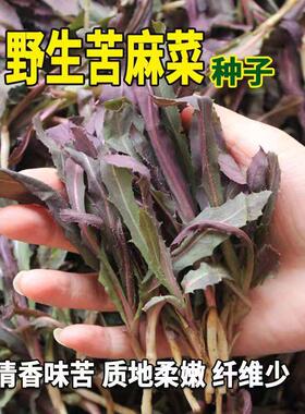 野生苦麻菜种子孑春季秋季野菜曲曲芽耐寒阳台盆栽曲麻菜四季种籽