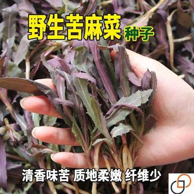 野生苦麻菜种子孑春季秋季野菜曲曲芽耐寒阳台盆栽曲麻菜四季种籽