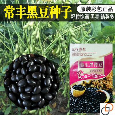 大粒养肾黑豆种子豆种子早食物纤维种子早熟抗病强高产大豆种籽