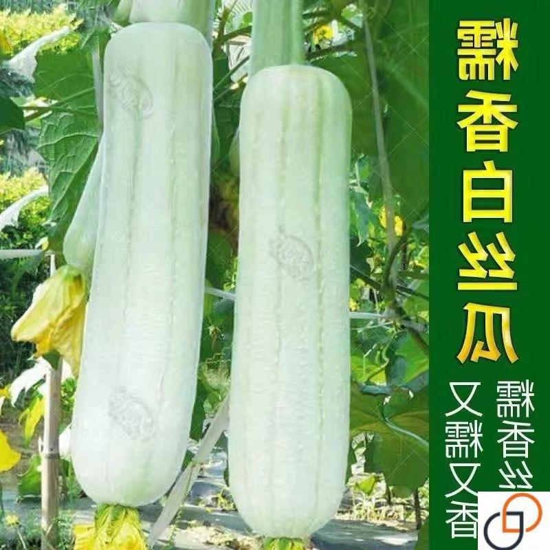 新糯香白皮白丝瓜种子 白玉南方早熟高产肉丝瓜 四季丝瓜籽种