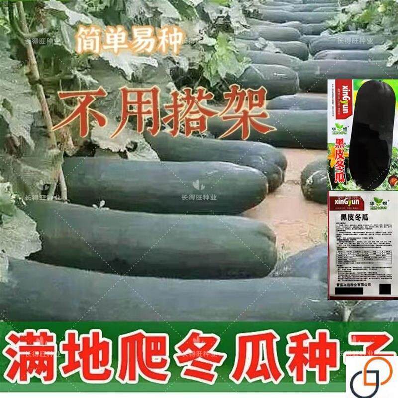 满地爬特大巨型黑皮冬瓜种子大型种高产早熟冬瓜种籽四季蔬菜种孑