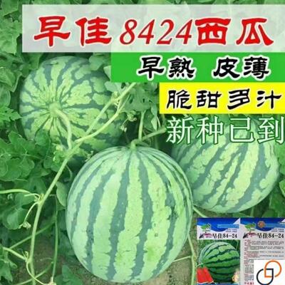 西瓜种子早佳8424冰糖薄皮麒麟王西瓜种籽高产早熟易种四季播西瓜