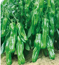 土辣椒种子辣椒种子薄皮辣椒特辣农家香辣超辣老品种可以留种