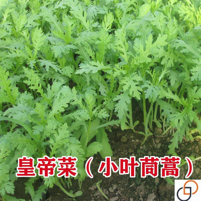 小叶茼蒿种子光杆茼蒿菜阳台盆栽四季蔬菜皇帝菜农民用种多次采收