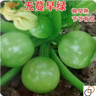极早熟无蔓早绿嫩南瓜节节有瓜蔬果种子小青瓜农户大田高产蔬菜种