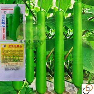 早熟长瓠瓜种春秋季瓠子瓜籽蒲瓜菜葫芦籽庭院爬藤菜种子蔬菜种孑