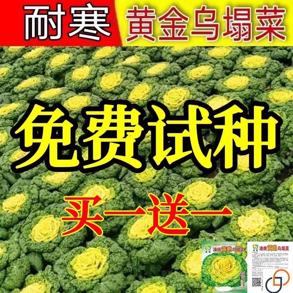 黄心乌塌菜种子耐寒黄心菜种籽菊花心菜籽种易种黄金乌蔬菜种子