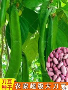 刀豆种籽大扁豆爬藤刀巴豆巨型大豆角巴西豆四季豆种子蔬菜种籽