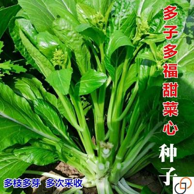 多子多福甜菜心特甜脆菜苔早熟白菜苔多芽菜心种子四季播蔬菜种子