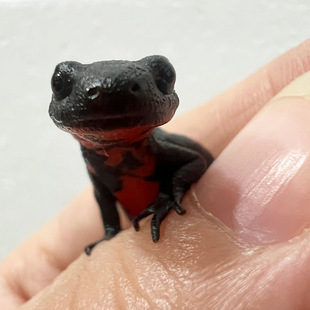 小火龙东方蝾螈红腹水族宠物网红萌宠冷水清道夫观赏小型淡水宠物