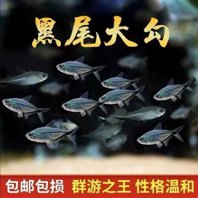 黑尾大勾群游小型鱼淡水热带观赏鱼鱼缸苗好养耐活冷水混养