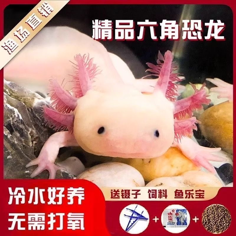 六角恐龙观赏冷水鱼蝾螈水族宠物活体无需打氧淡水好养耐活网红鱼