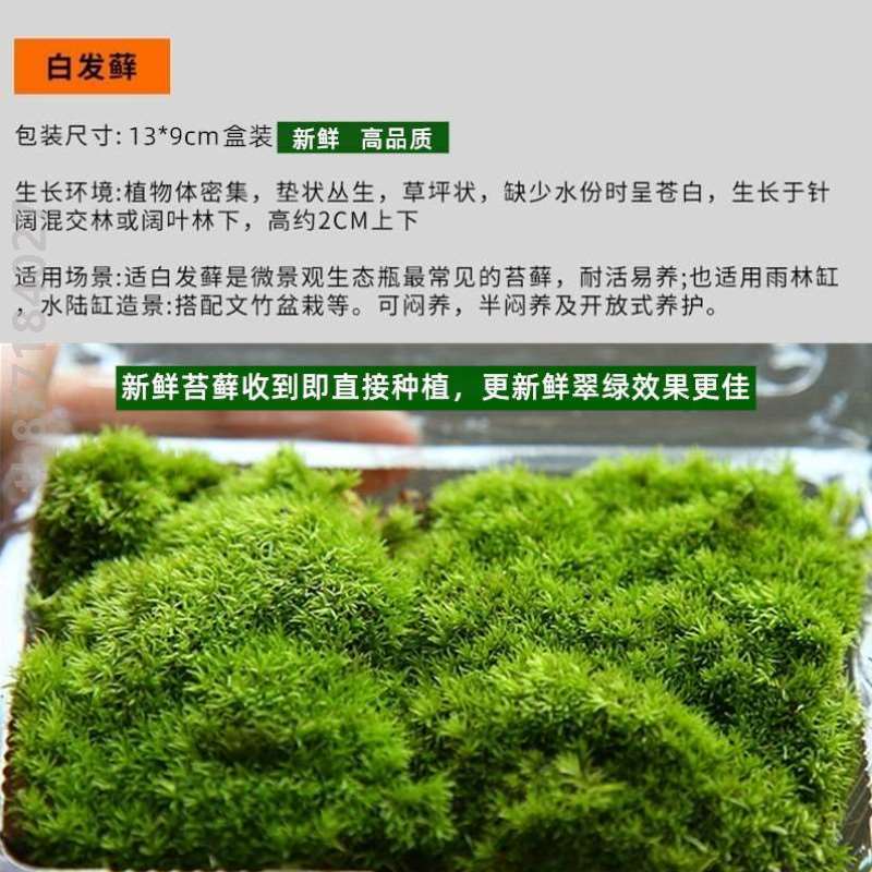 瓶养鱼苔藓微植物diy包生态造景材料玻璃瓶鱼缸手工材料工具景观