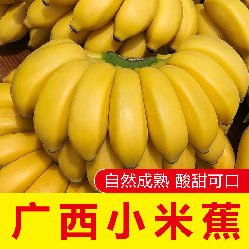 广西新鲜小米蕉10斤带箱新鲜水果3应季包邮小米焦5香蕉banana当季