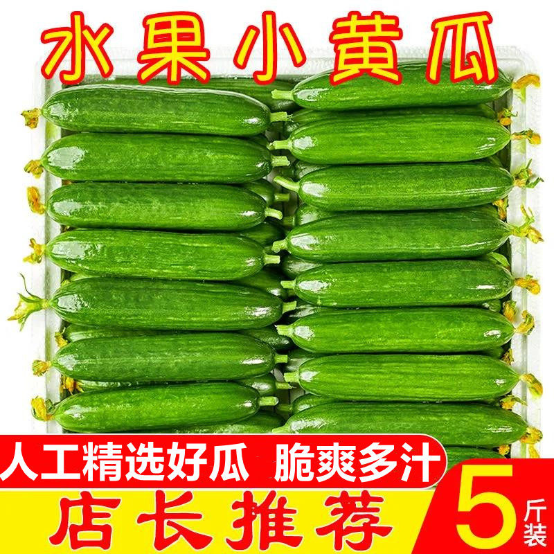 现摘现发新鲜水果小黄瓜5斤青瓜当季生吃脆嫩蔬菜整箱包邮非旱瓜3