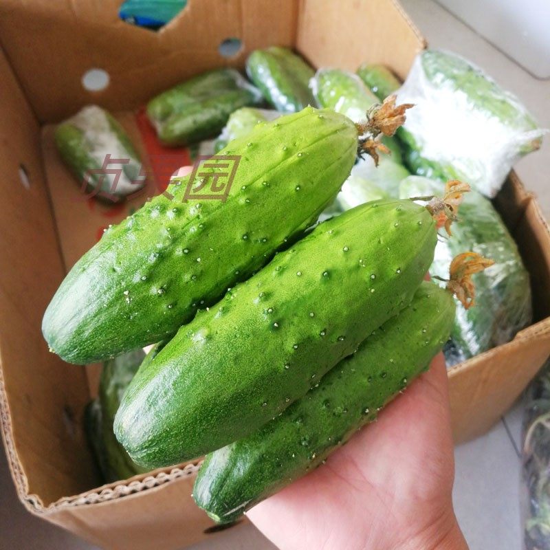 东北水果小黄瓜小青瓜现摘秋黄瓜带刺绿色旱黄瓜净果五斤包邮
