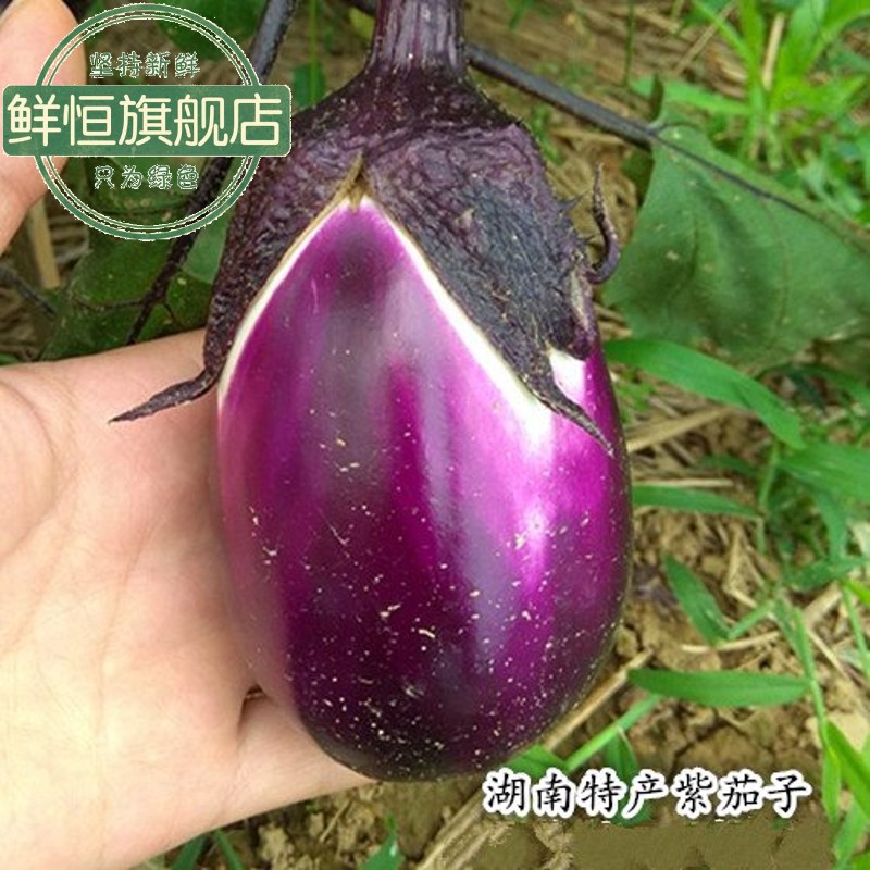 湖南特产农家自种紫茄子圆茄子新鲜嫩茄子现摘现发紫茄子3斤包邮
