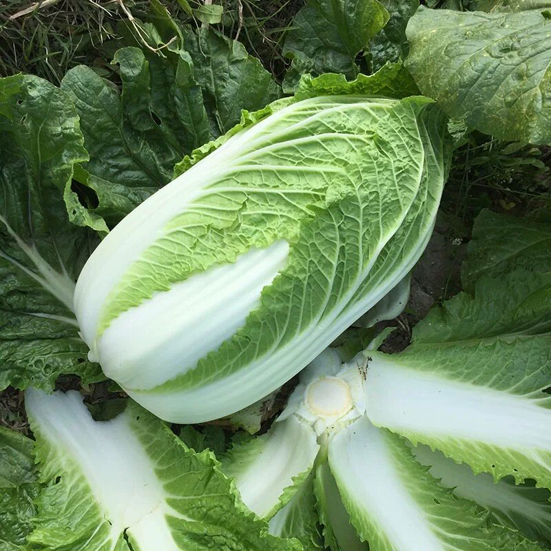 大白菜新鲜蔬菜5斤装农家自种黄心白菜新鲜采摘黄心白菜