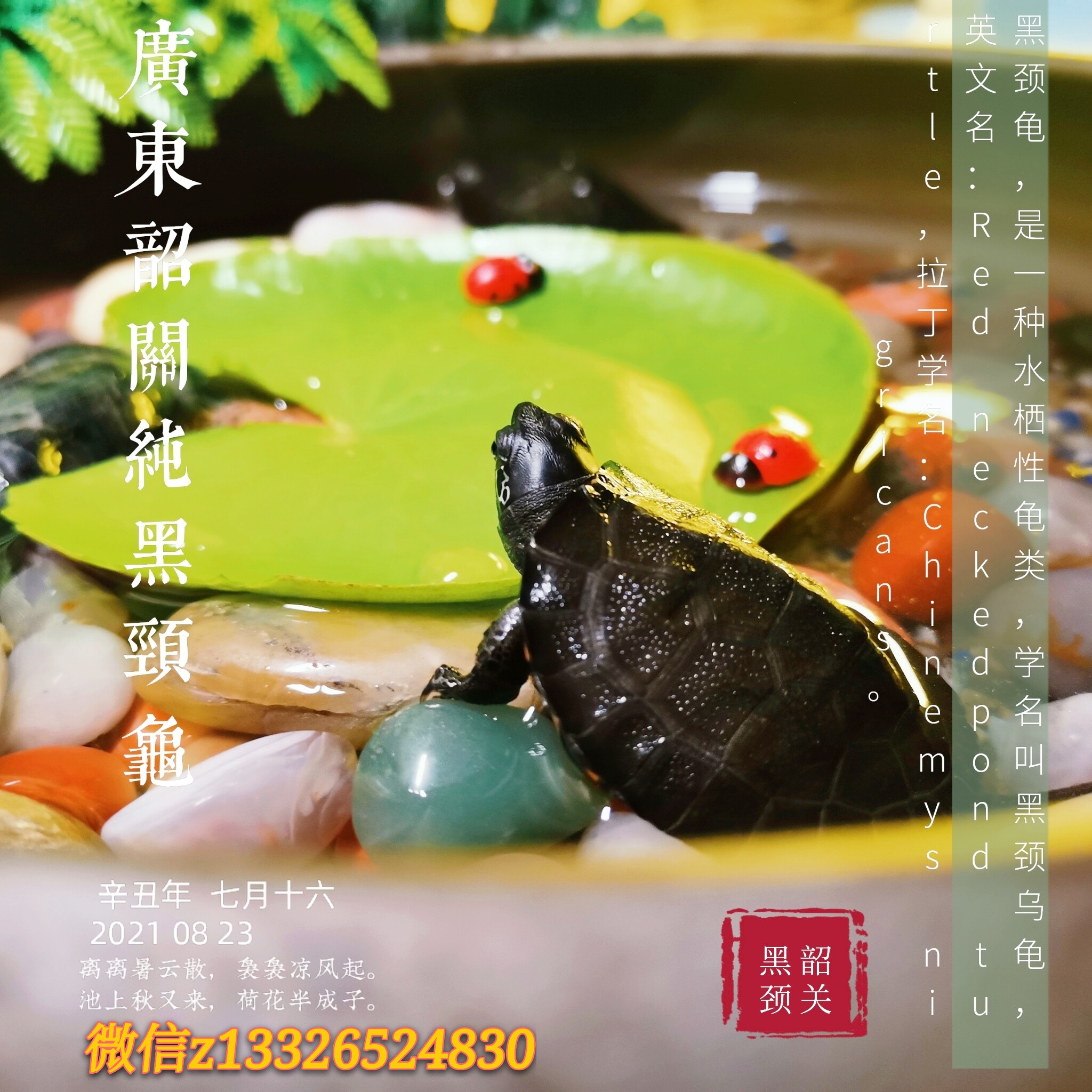 广东省韶关纯种黑颈龟2021年龟苗家养杂食水族镇宅招财和富贵长寿