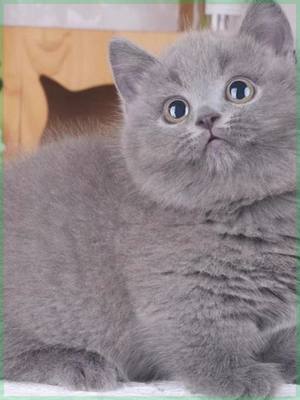香港发货纯种英国短毛猫蓝猫幼崽大包子脸矮脚蓝胖子活体宠物猫咪