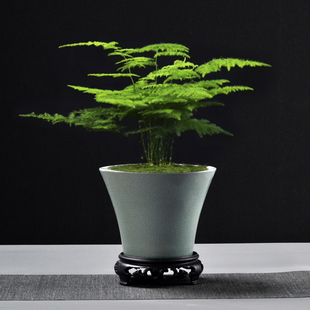 文竹紫砂盆景盆陶瓷小榕树菖蒲蝴蝶兰吊兰花小叶紫檀盆栽多肉花盆