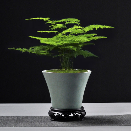 蝶兰吊兰花小叶紫檀盆栽多肉花盆