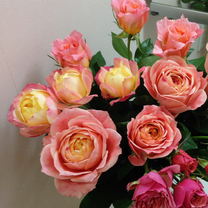 苹果运气月季花大苗运气爆发多头强香阳台庭院四季玫瑰盆栽耐晒型