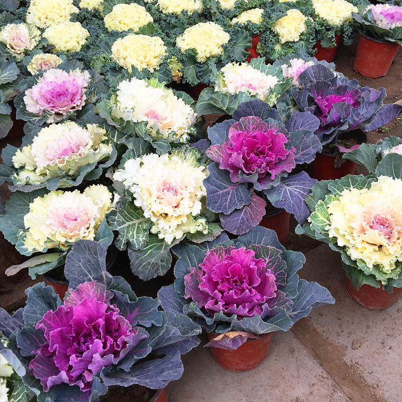 羽衣甘蓝盆栽花苗观叶植物冬季花卉观赏绿植盆栽【耐寒】天冷显色