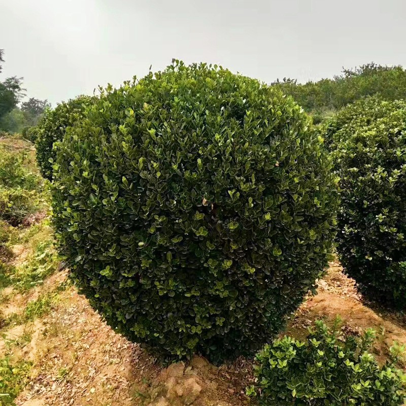 叶树青冬花卉地栽耐寒植物围墙型四季常青庭院球篱笆苗木绿化球大