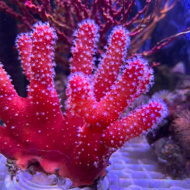 红樱花软体珊瑚红手指珊瑚易养